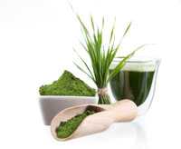 Chlorella Algen von Natrea Chlorella Algen von Natrea