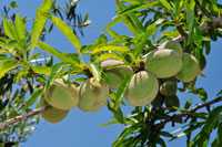 Mandelbaum mit Frucht