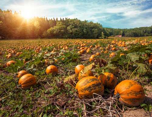Kürbiskernöl Steiermark Kürbiskernöl Steiermark